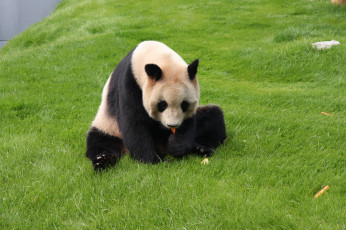 Картинка животные панды панда