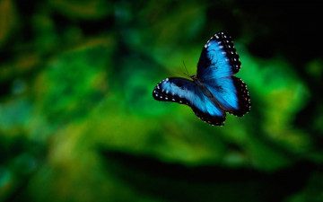 Картинка животные бабочки фон насекомое зелень