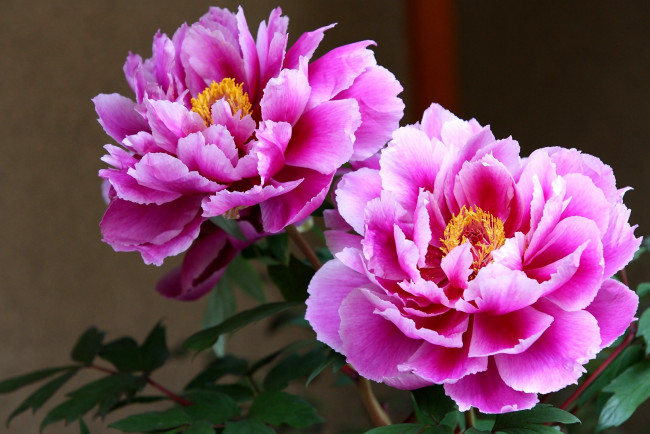 Обои картинки фото цветы, пионы, большой, розовый, яркий