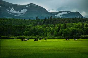 Картинка природа горы трава зелень поле кони