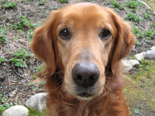 Картинка животные собаки рыжий собака пес взгляд морда голова