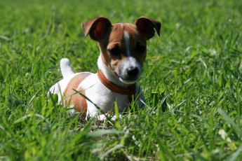 Картинка животные собаки собака пес джек-рассел трава луг