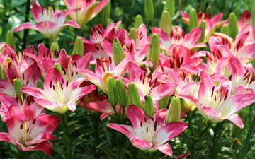 Картинка цветы лилии +лилейники лето розовые бутоны пестрые