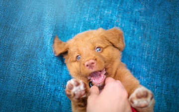 Картинка животные собаки настроение радость щенок собака новошотландский ретривер