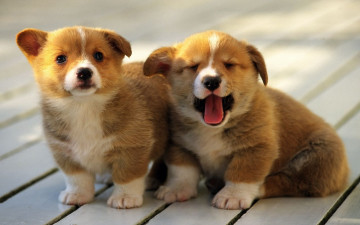 Картинка животные собаки зевота велш-корги щенки