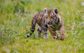 Картинка животные тигры тигр котёнок тигрёнок