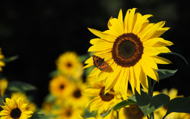 Обои картинки фото цветы, подсолнухи, подсолнух, крылья, бабочка, лепестки, желтый