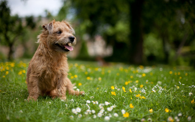 Обои картинки фото животные, собаки, трава, пес, собака, цветы, луг