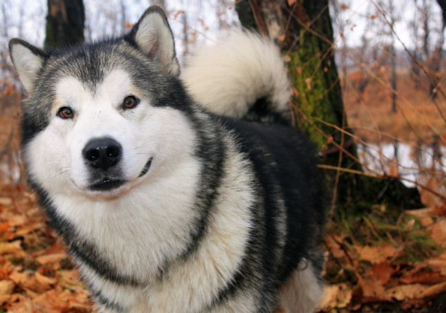 Обои картинки фото животные, собаки, лайка, пес, собака, осень, лес, улыбка