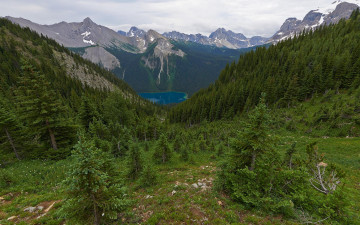 Картинка природа горы лес канада британская колумбия зеленый трава