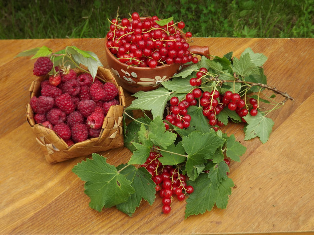Обои картинки фото еда, фрукты,  ягоды, август, угощение, стол, натюрморт, малина, красная, смородина, урожай, ягоды