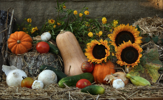 Обои картинки фото еда, овощи, дары, природы, фотонатюрморт, солнца, луч, натюрморт, лук, композиция, кабачок