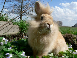 Картинка кролик хохолком животные кролики зайцы