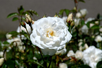 Картинка цветы розы белый бутоны куст