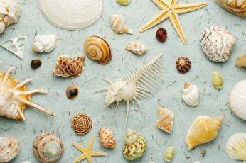 Картинка разное ракушки кораллы декоративные spa камни ракушка