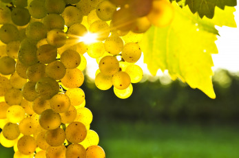Картинка природа Ягоды виноград желтый листья блик солнца гроздь