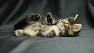Картинка животные коты мейн-кун котенок