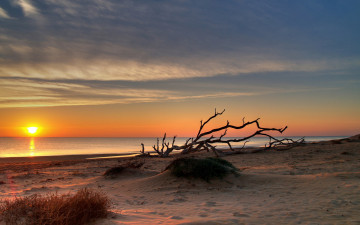 Картинка природа восходы закаты пляж море песок дерево закат