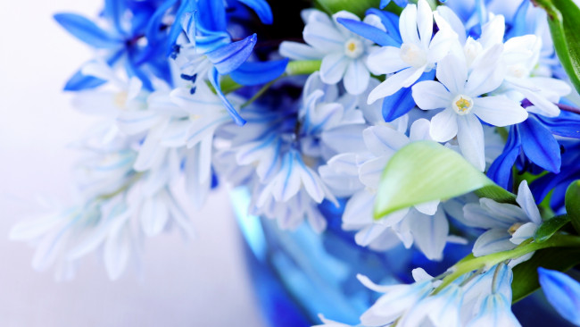 Обои картинки фото цветы, голубые