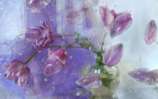 Обои картинки фото цветы, тюльпаны, капли, лепестки, стекло