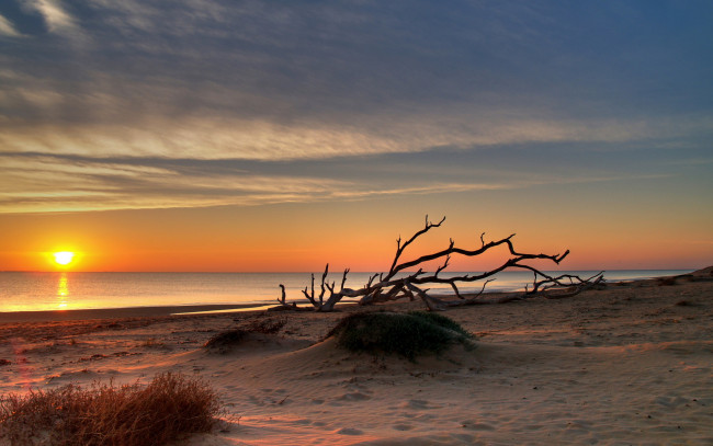 Обои картинки фото природа, восходы, закаты, пляж, море, песок, дерево, закат
