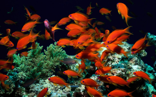 Обои картинки фото животные, рыбы, кораллы