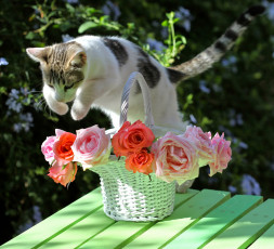 Картинка животные коты корзинка кошка прыжок