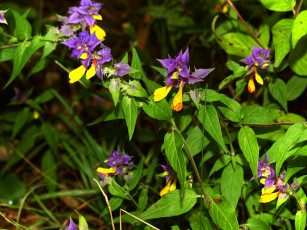 Картинка цветы луговые полевые фиолетовый