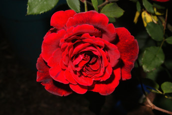 Картинка цветы розы красный лепестки