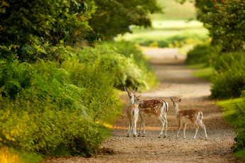 Картинка deer животные олени лес дорога
