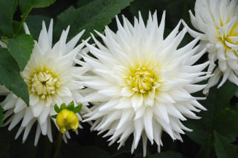 Картинка цветы георгины лохматый белый