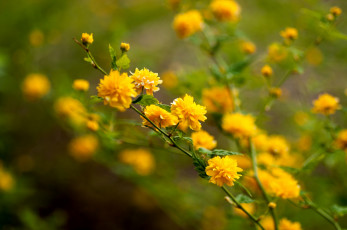 Картинка цветы цветущие деревья кустарники ветки шарики желтый
