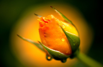 Картинка цветы розы оранжевый бутон капли
