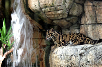 Картинка животные леопарды водопад камни дымчастый леопард