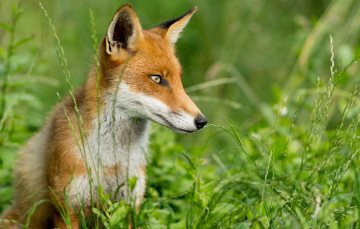 Картинка животные лисы рыжая хитрая