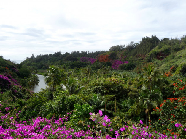 Обои картинки фото botanical, gardens, hawaii, природа, пейзажи