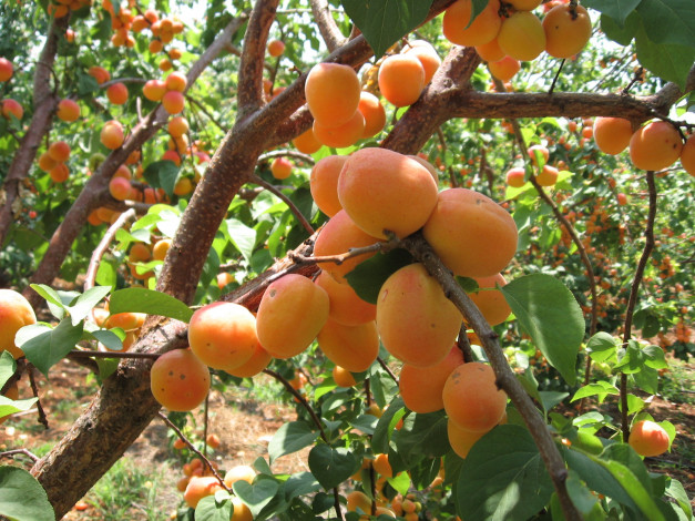 Обои картинки фото природа, плоды, персики, ветка