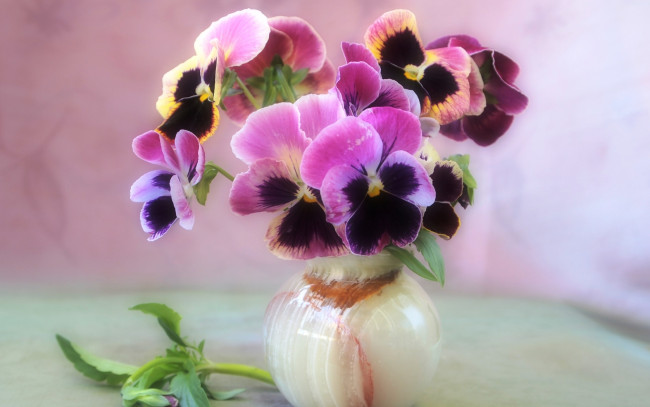 Обои картинки фото цветы, анютины, глазки, садовые, фиалки, ваза