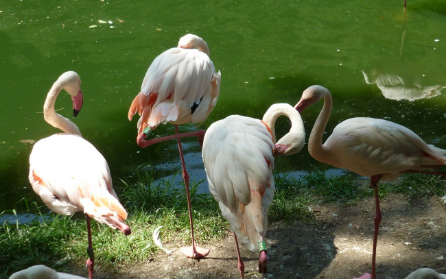 Обои картинки фото животные, фламинго, водоем, зоопарк