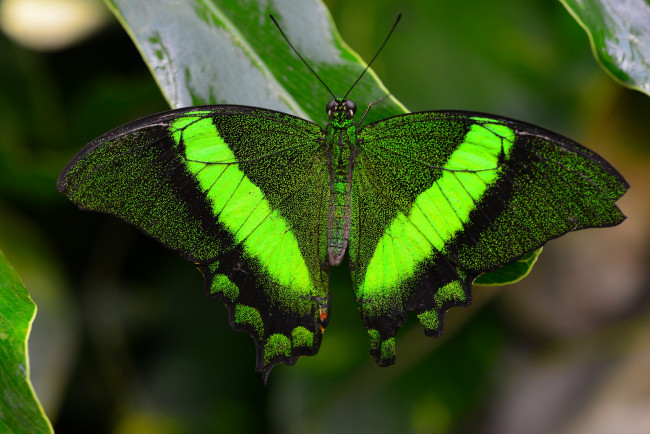 Обои картинки фото животные, бабочки, крылья, зеленый
