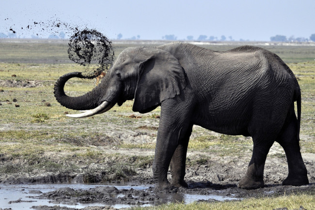 Обои картинки фото животные, слоны, хобот, ванна, грязь, купание