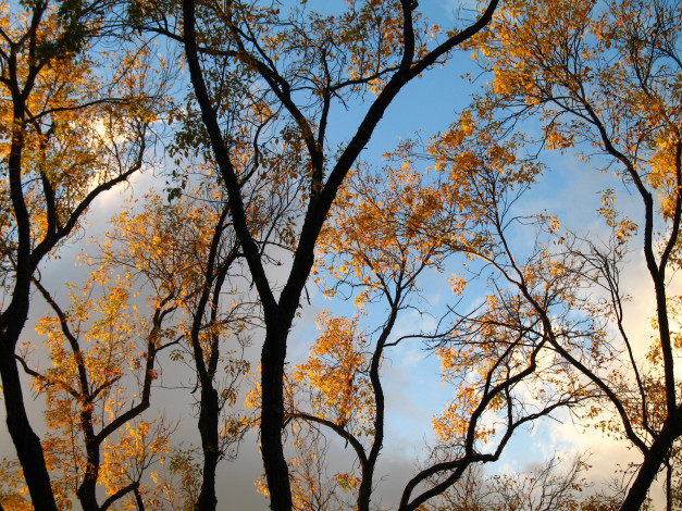 Обои картинки фото природа, деревья, небо, осень, дерево, ветки