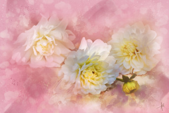 Картинка рисованные цветы георгин flowering цветение dahlia