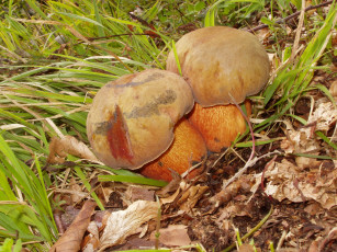 Картинка дубовики природа грибы