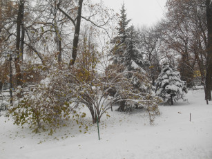 Картинка зимняя+природа природа зима лес зимой парк+зимой парк природа+зимой зимний+лес деревья снег зимний+парк