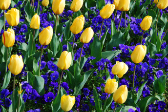 Картинка цветы разные+вместе анютины глазки тюльпаны