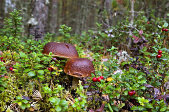 Картинка природа грибы брусника боровики