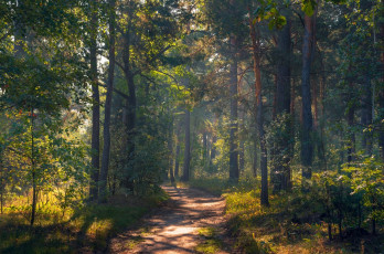 Картинка природа дороги галанзовская оксана тропа рассвет сентябрь утро осень лес