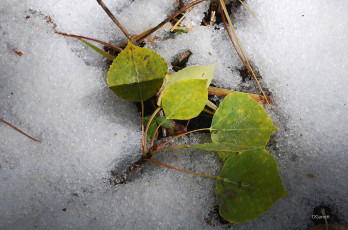 Картинка природа листья снег