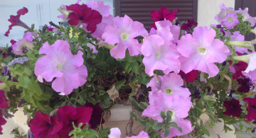 Картинка цветы петунии +калибрахоа розовые клумба
